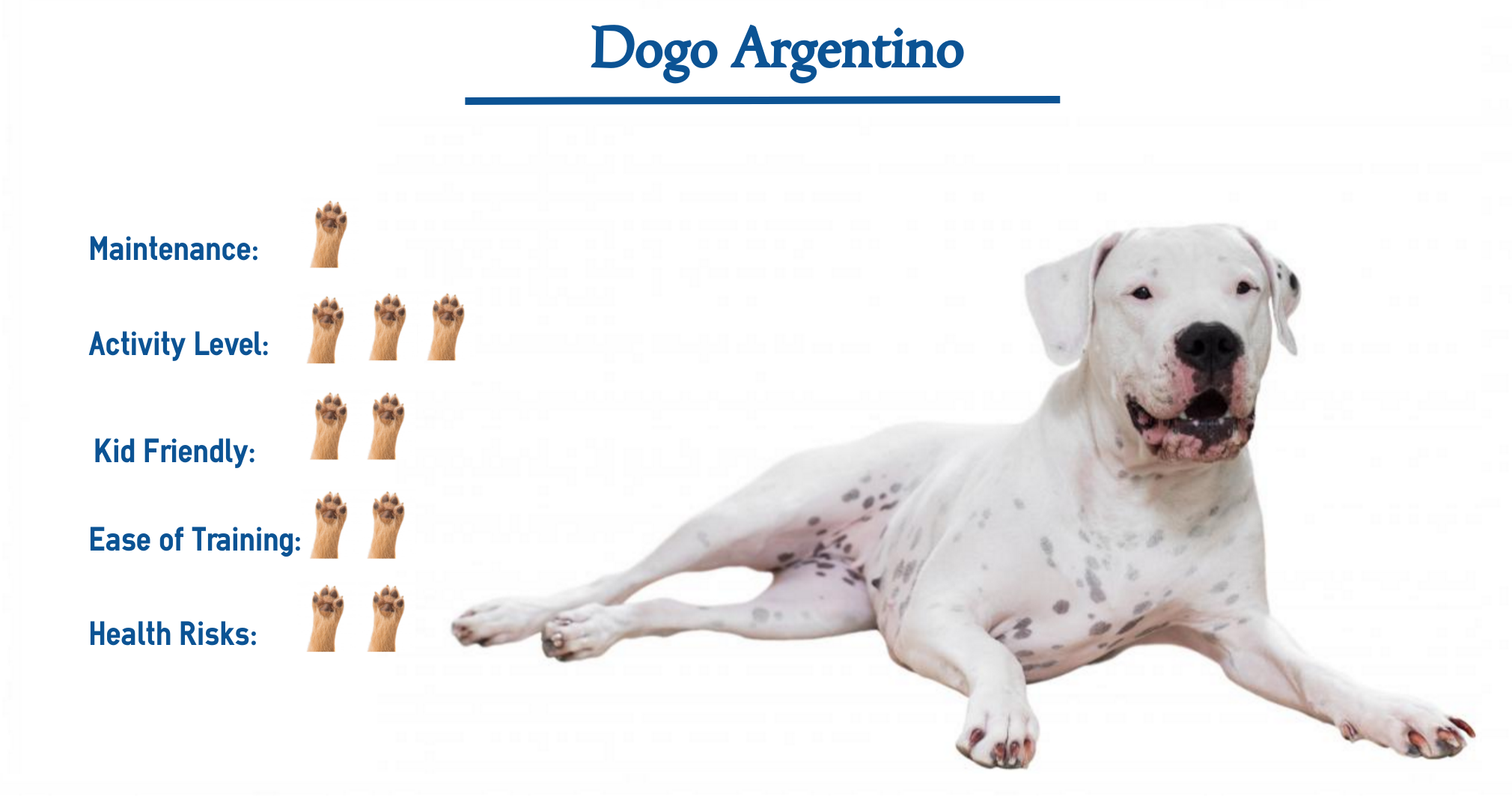 Dogo Argentino dog breed