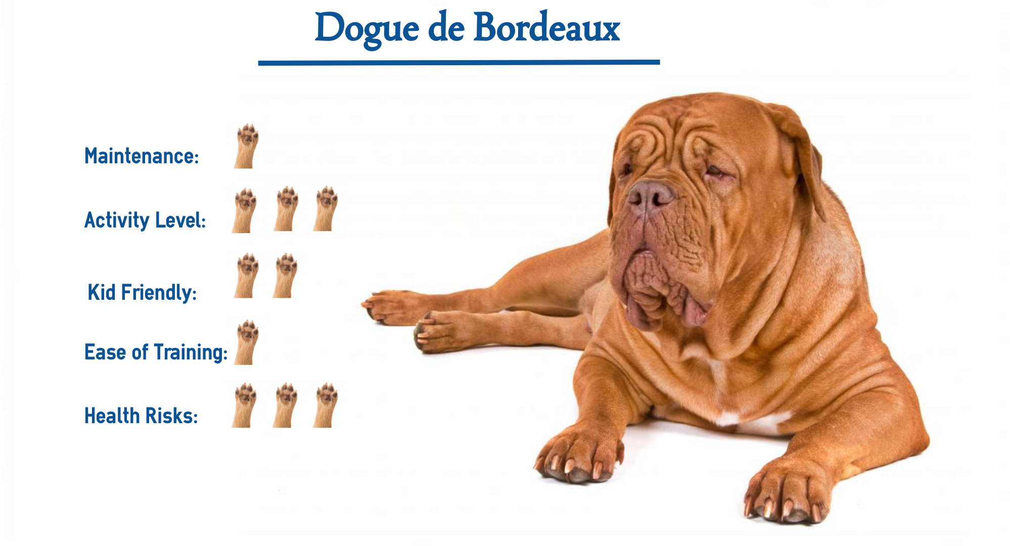 how much is a dogue de bordeaux puppy