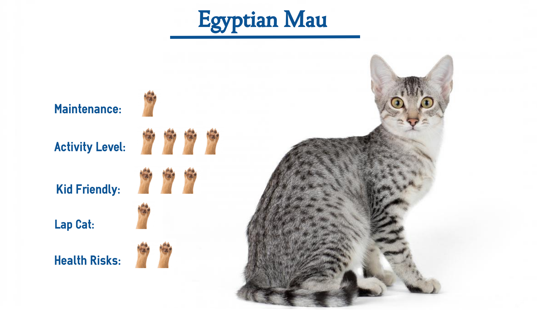 Egyptian Mau Cat Breed Everything You Need To Know At A Glance