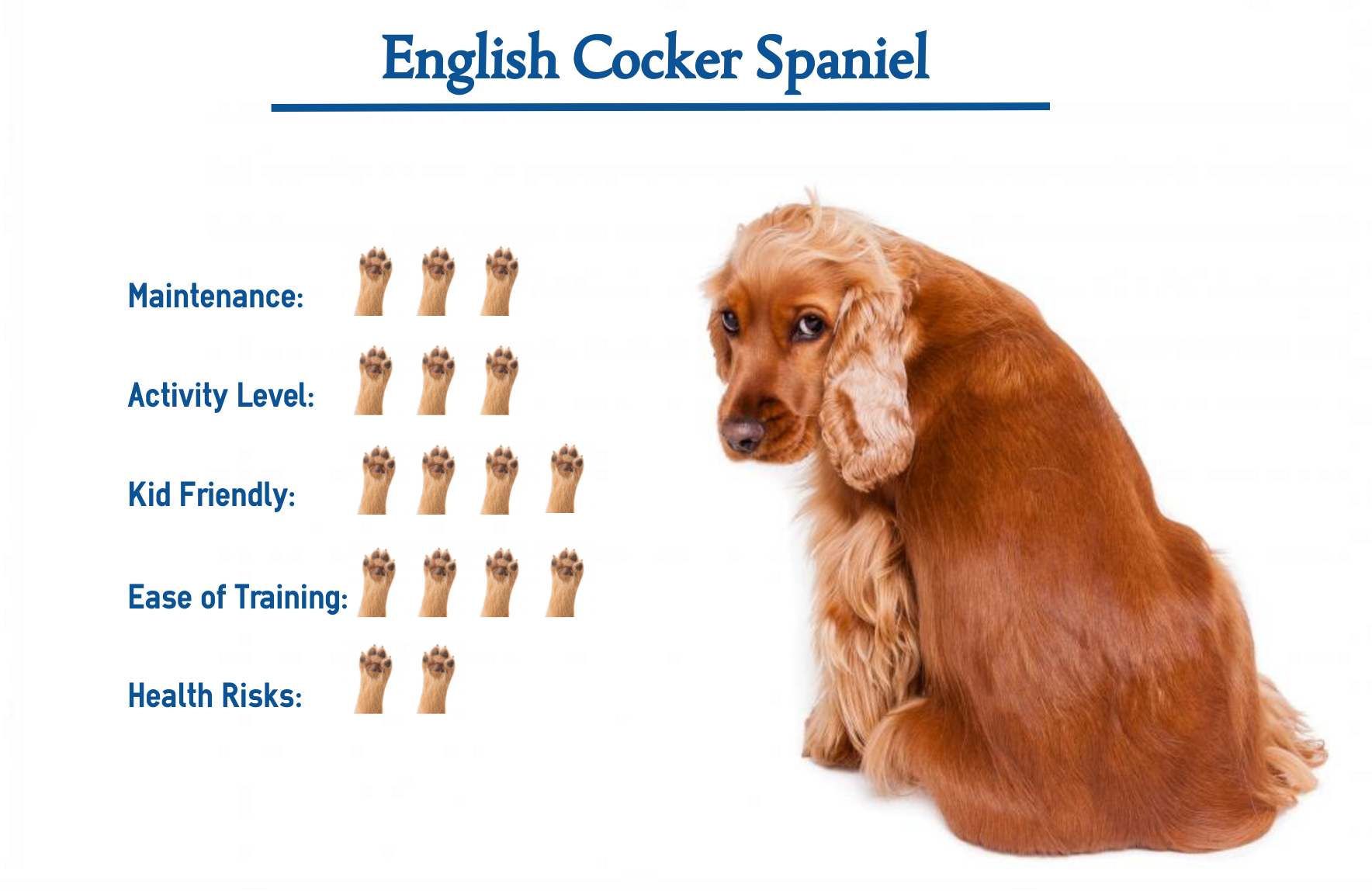 english cocker spaniel types