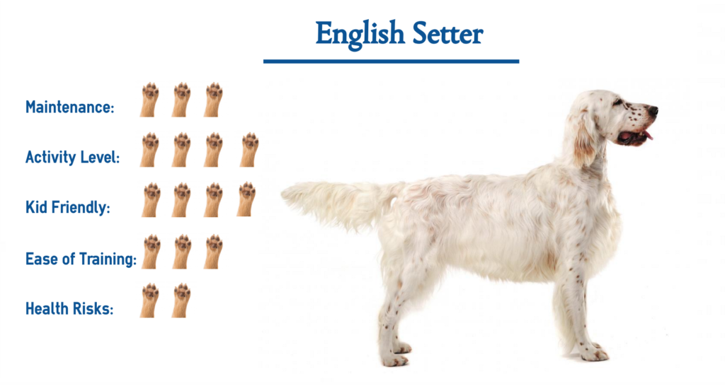 English Setter Dog Breed… Everything You Need to Know at a Glance!