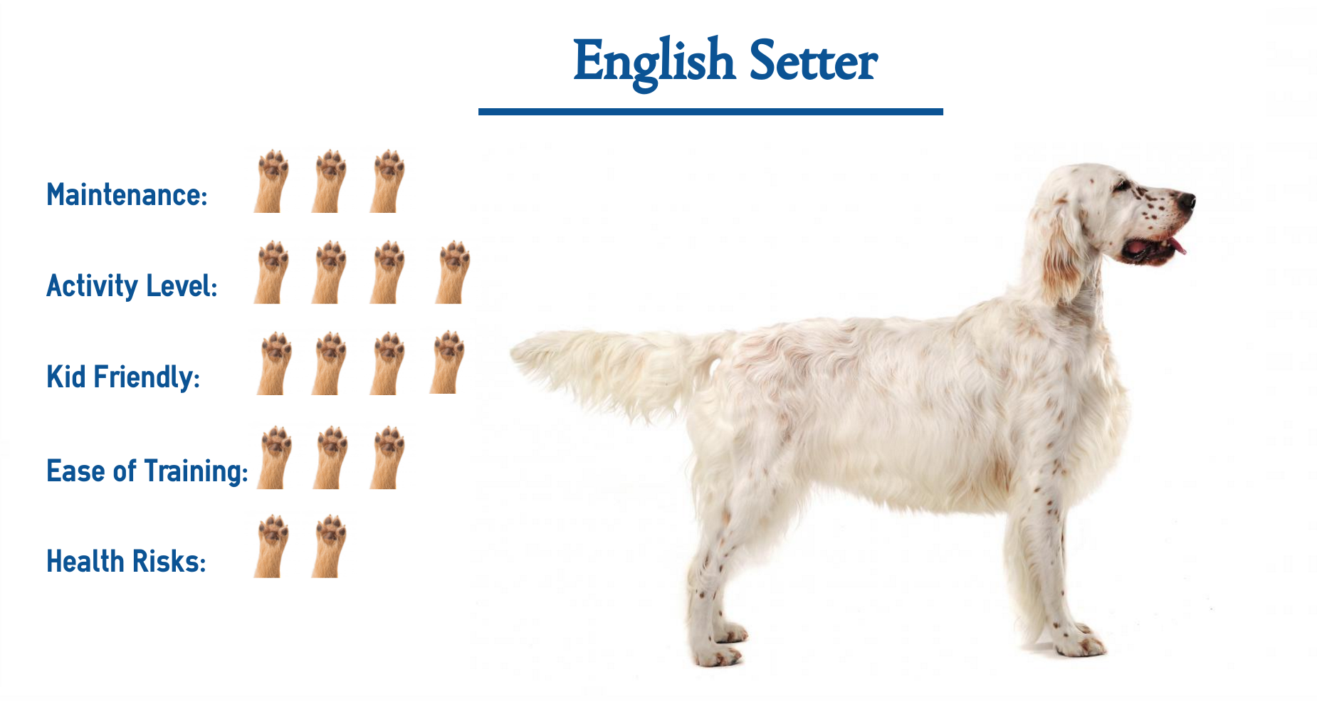 are setters good family dogs