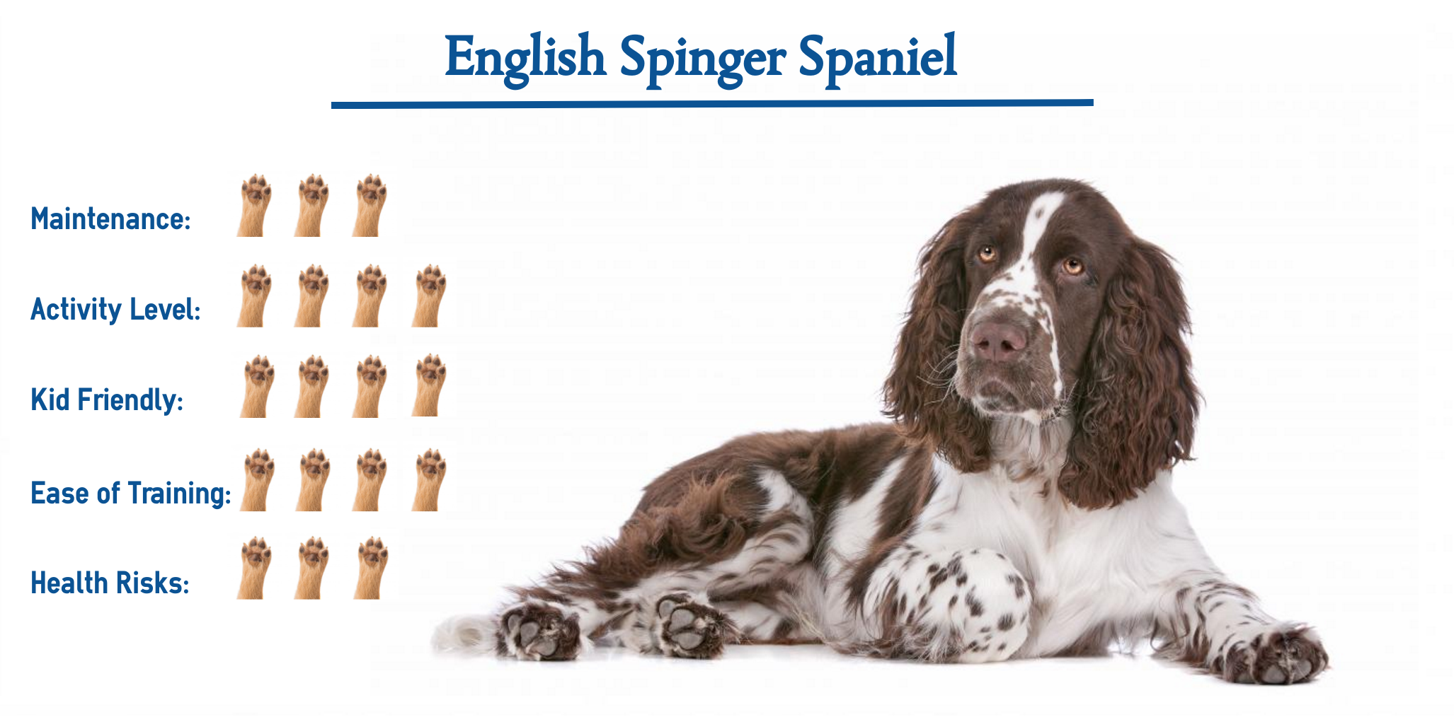 is a springer spaniel a good family dog