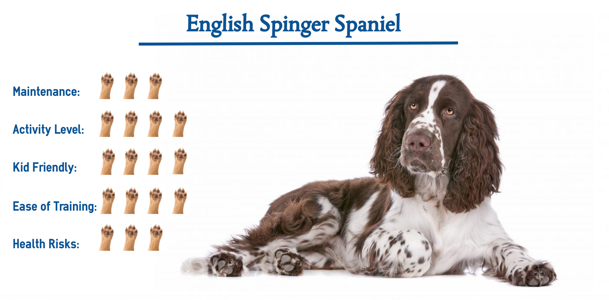 Spaniel Size Chart