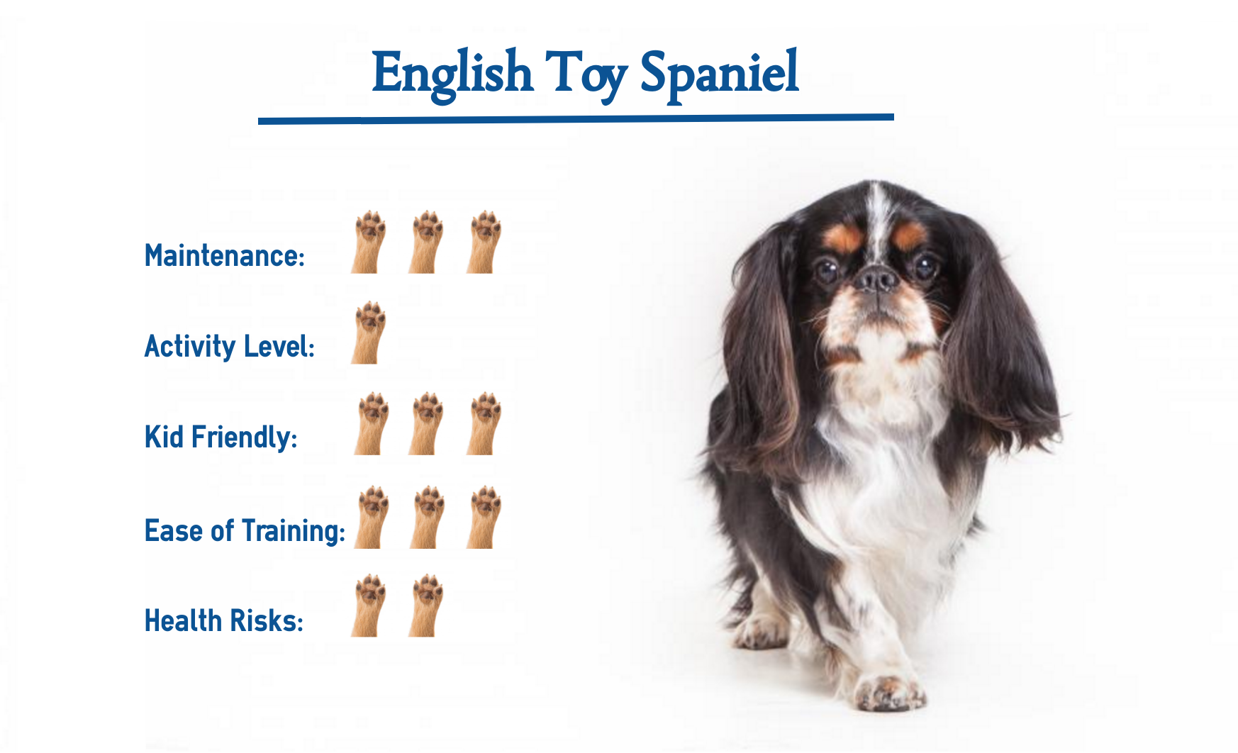 english toy spaniel puppies