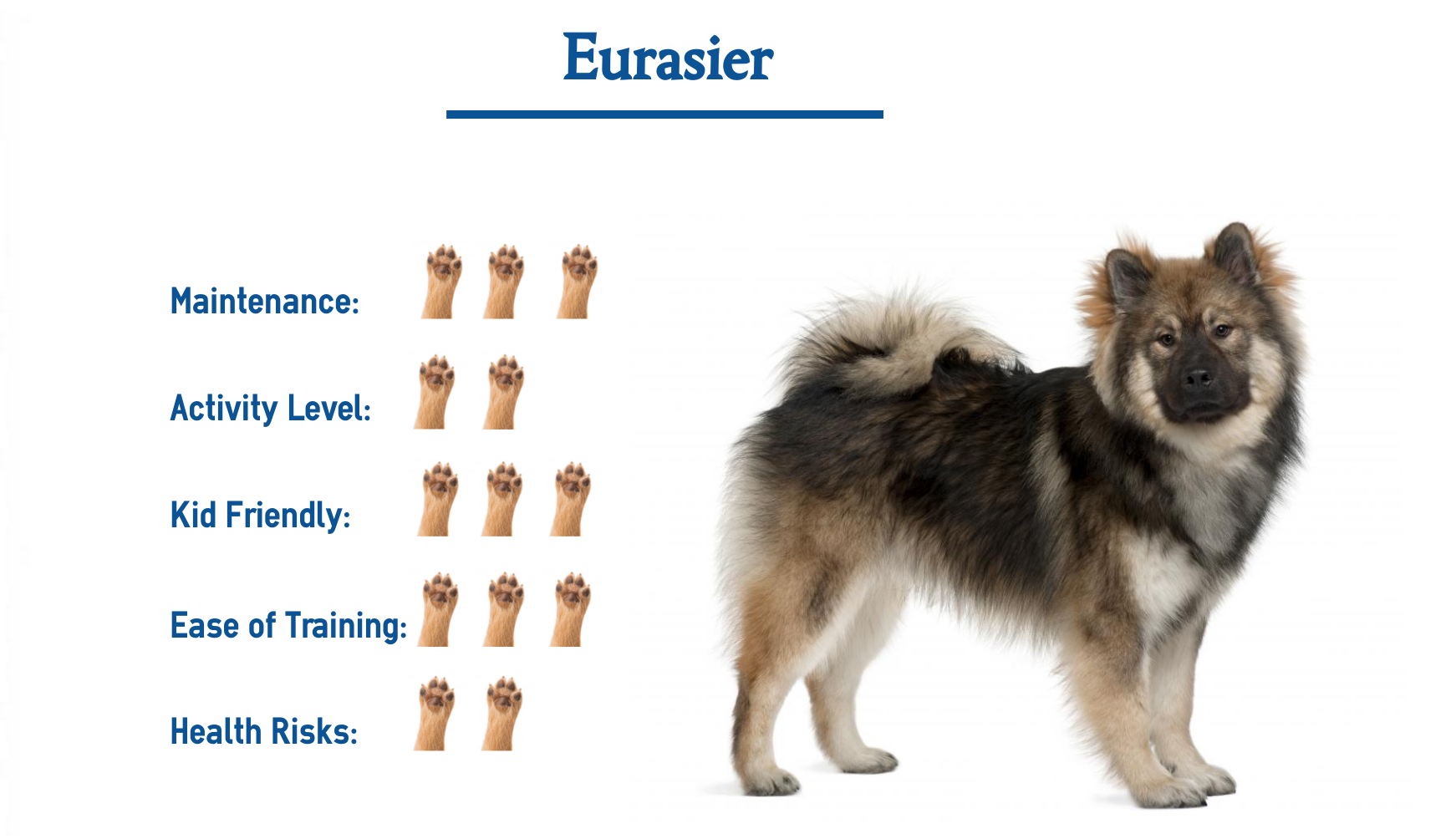Eurasier Dog Breed Everything That You Need To Know At A Glance