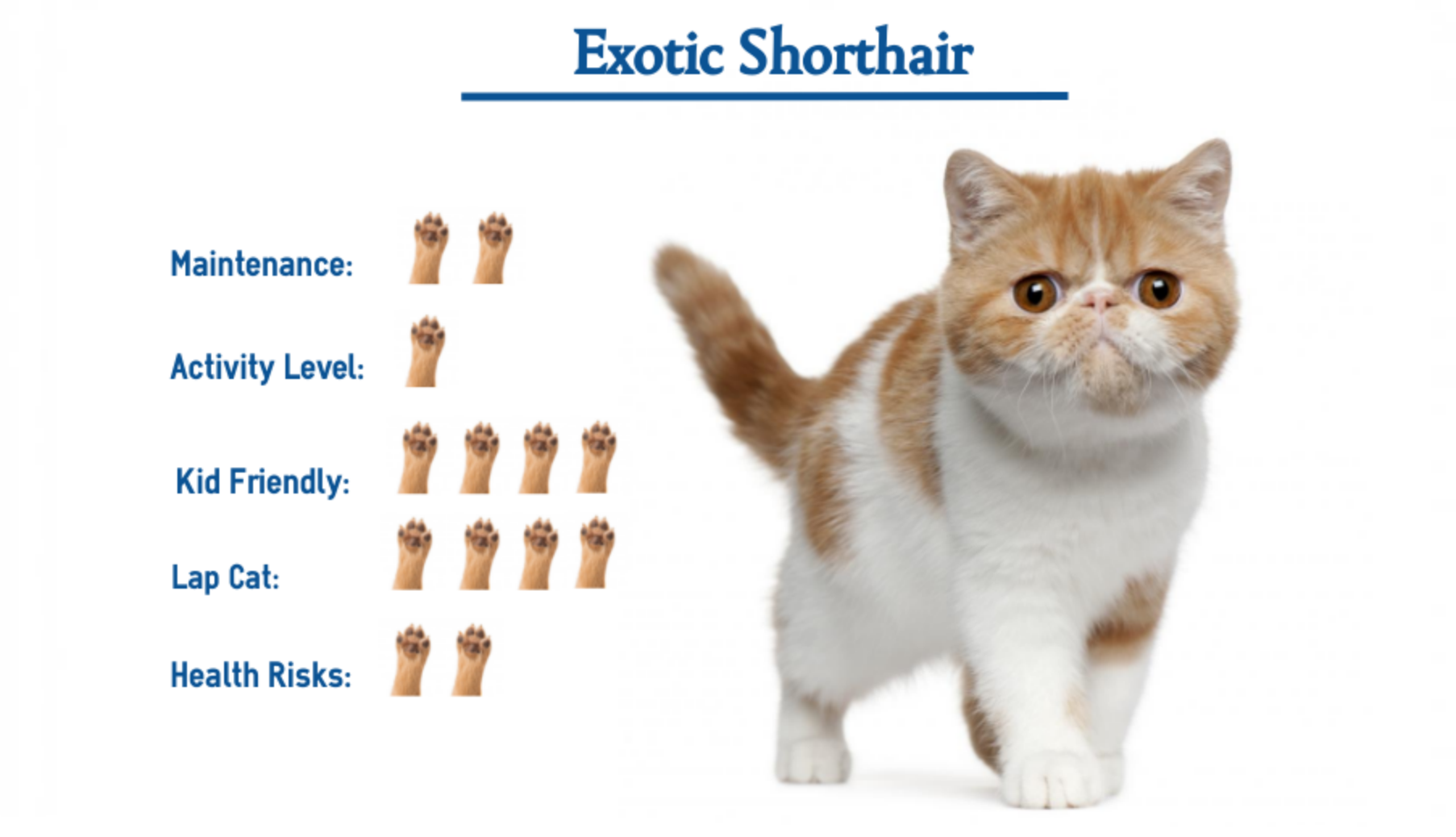 Exotic Shorthair Cat Breed Everything You Need To Know At A Glance