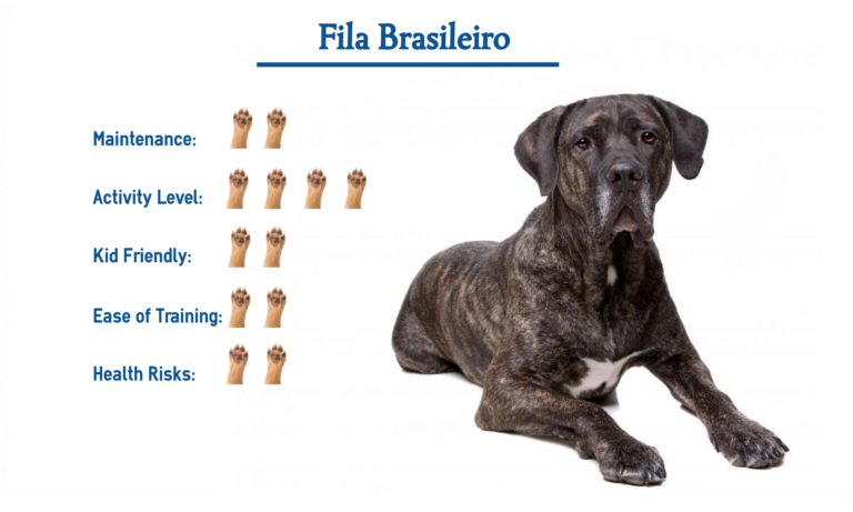 Fila Brasileiro Dog Breed Everything You Need To Know At A Glance   Fila Brasileiro Puppy 768x461 