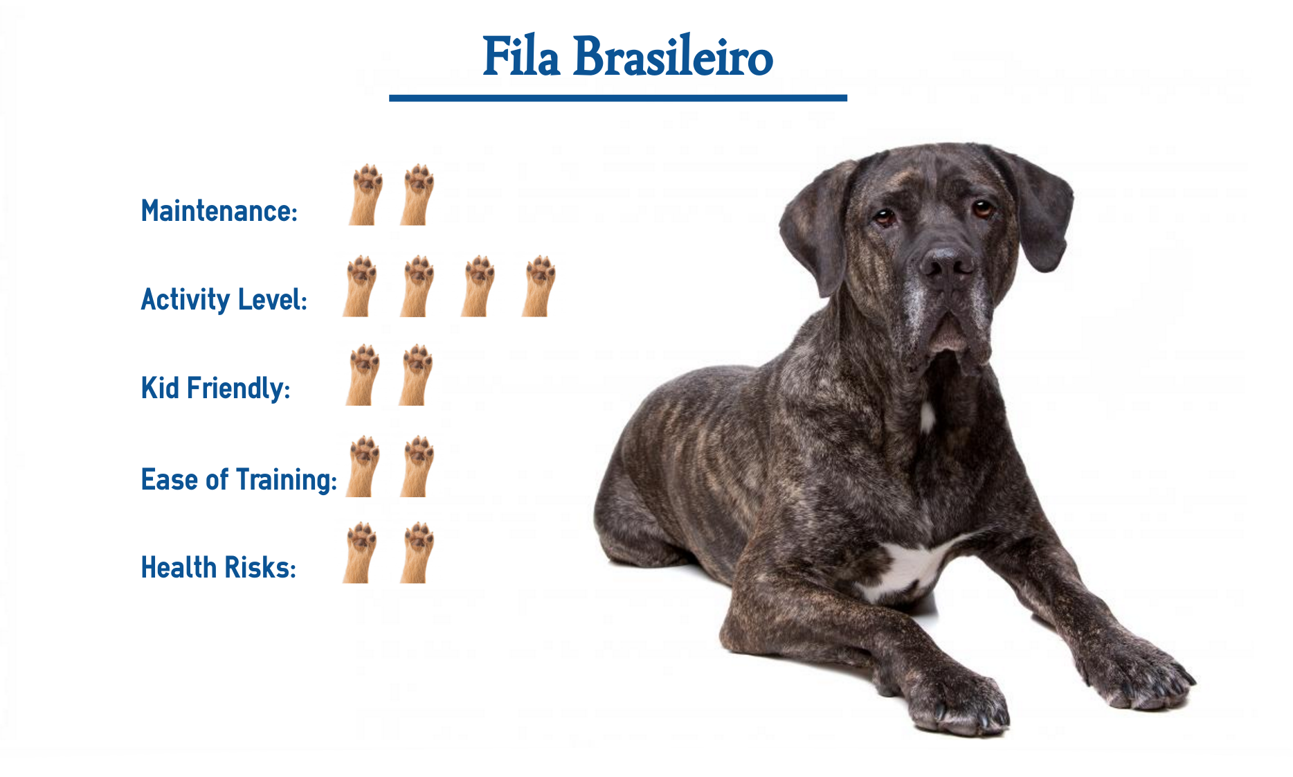 Céntrico voz corona Fila Brasileiro Dog Breed… Everything You Need to Know at a Glance!