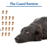 Flat-Coated Retriever Dog Breed