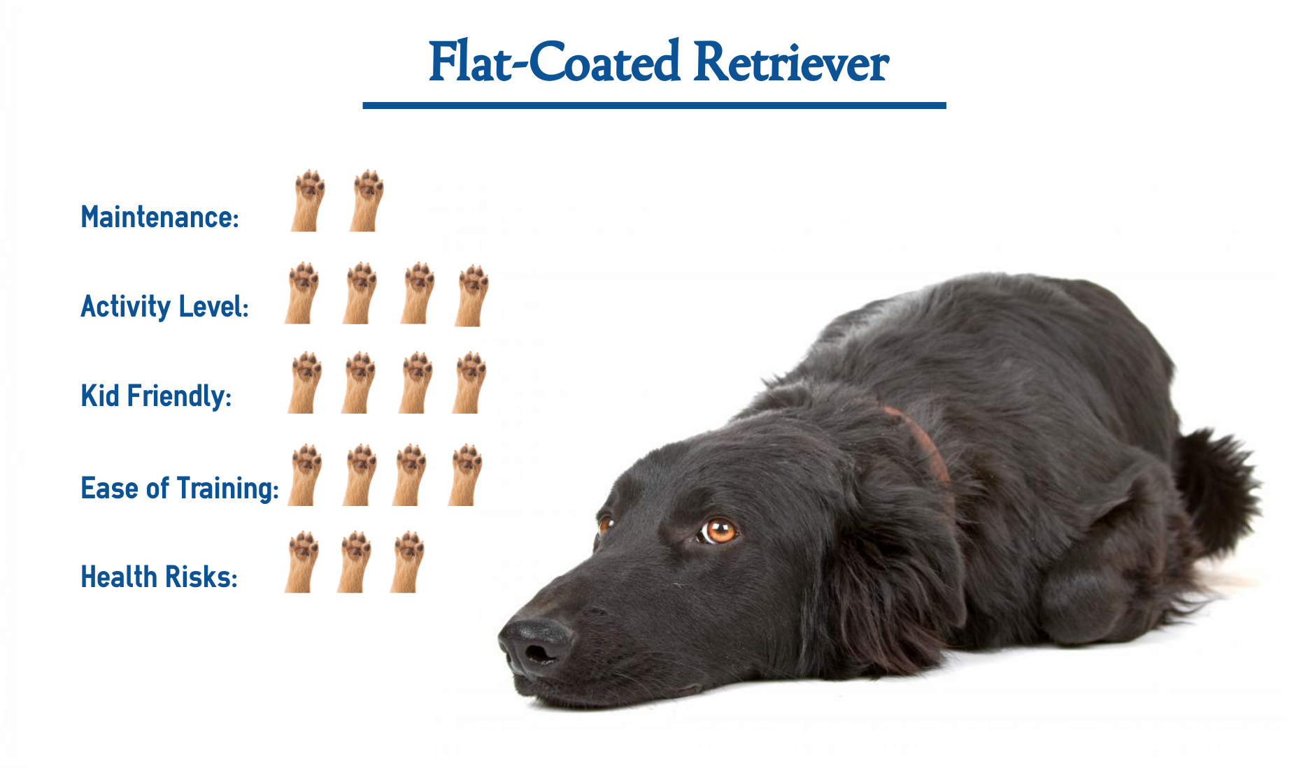 Flat-Coated Retriever Dog Breed