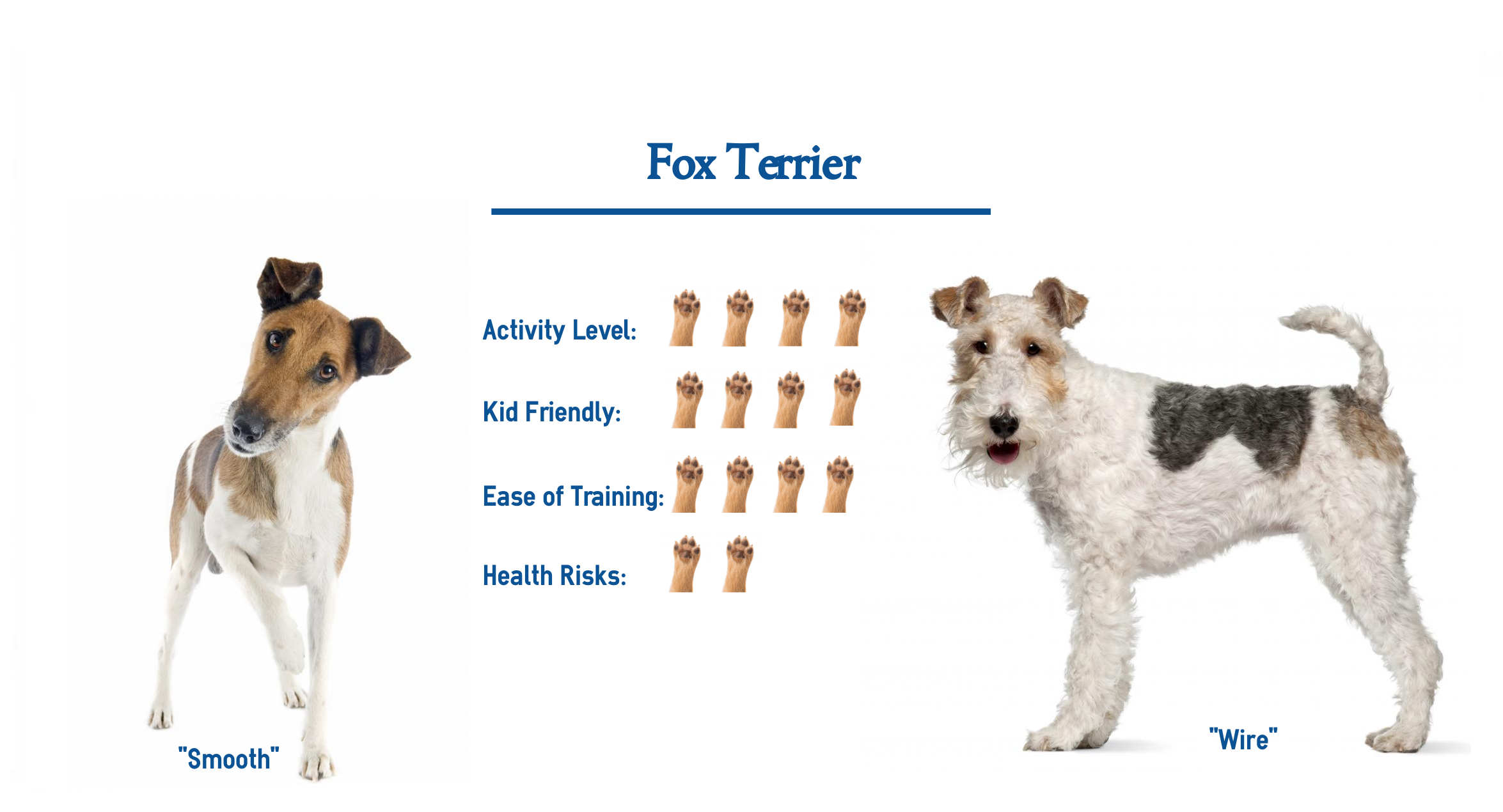 Fox Terrier Dog Breed… Everything You Need to Know at a Glance!