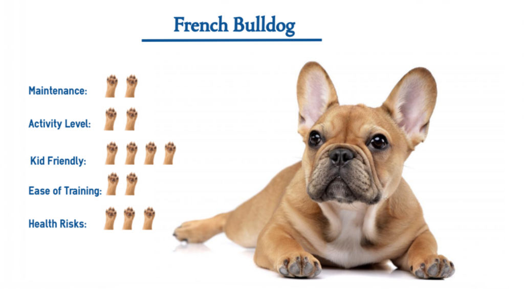 French Bulldog… Everything That You Need to Know at a Glance!