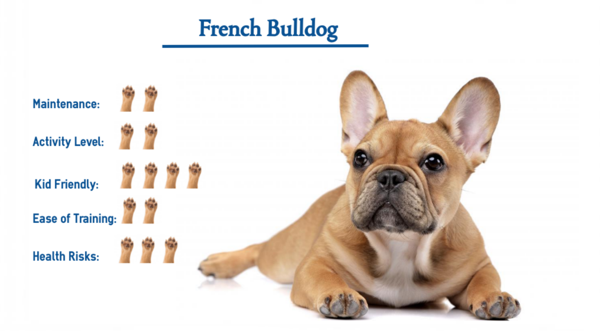 can french bulldogs kill rats? 2
