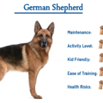 German Shepherd Dog Breed