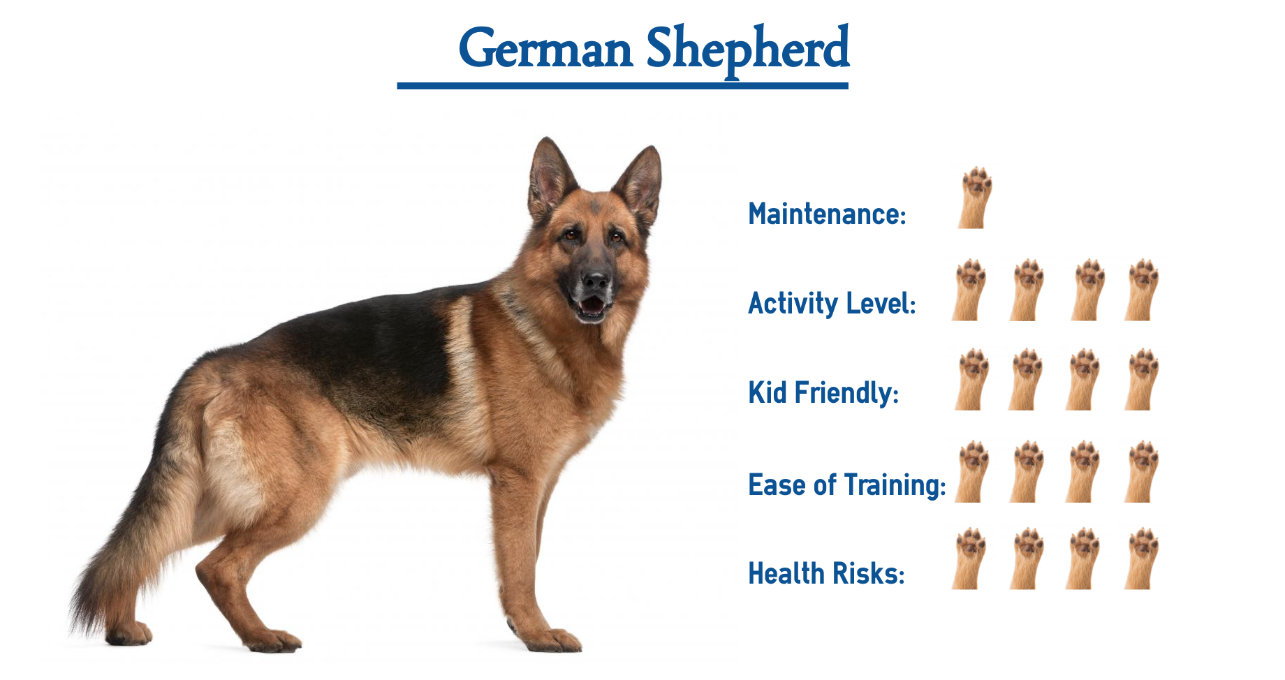 German Shepherd Dog Breed Characteristics Care 47 OFF