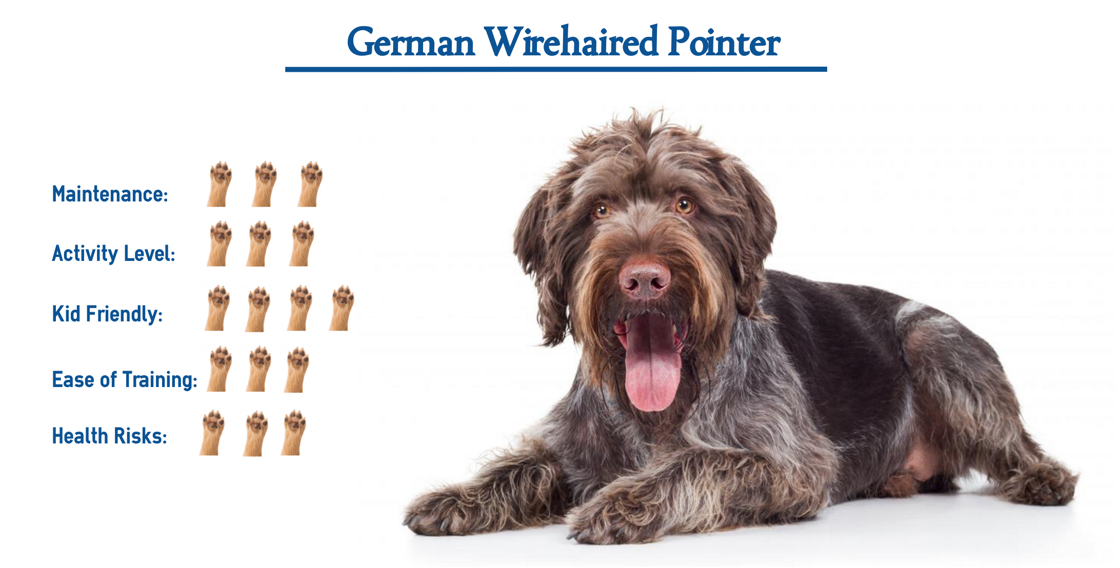 German Wirehaired Pointer Everything You Need To Know At A Glance