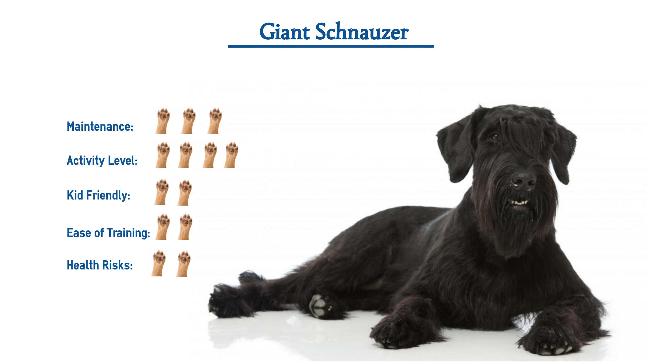 Giant Schnauzer Dog Breed… Everything You Need to Know at a Glance!
