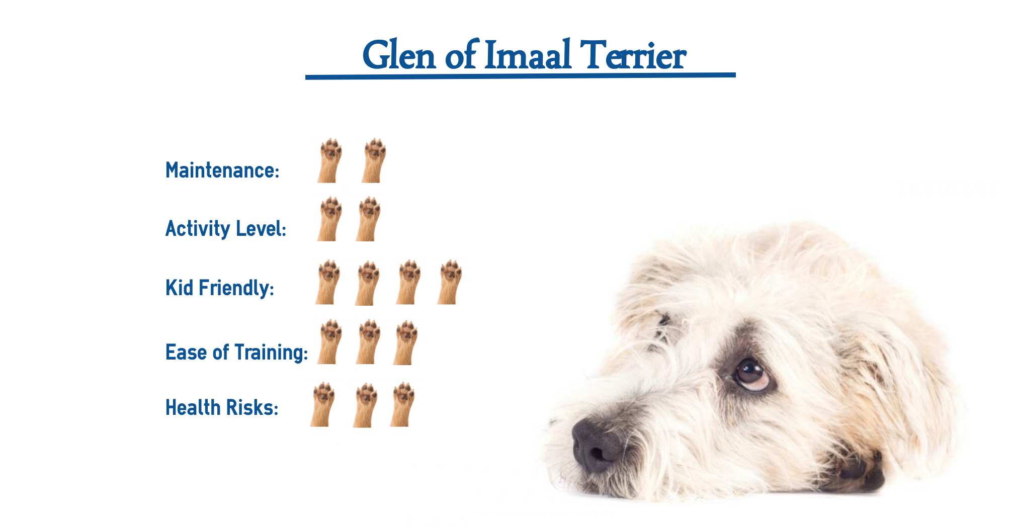 Glen Of Imaal Terrier Dog Breed Everything That You Need To Know At A Glance