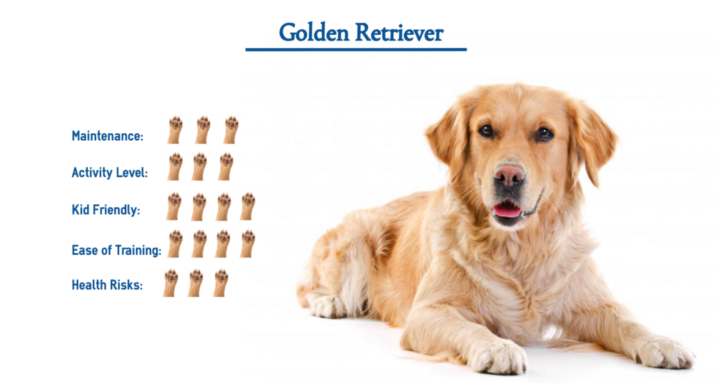 Golden Retriever Dog Breed… Everything That You Need to Know at a Glance!