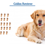 Golden Retriever dog breed