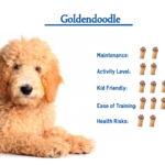 Goldendoodle Dog Breed Information