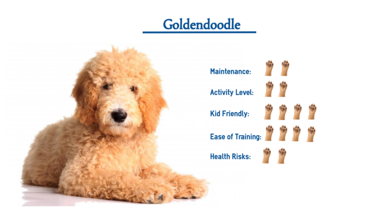 Goldendoodle Dog Breed… Everything You Need To Know At A Glance!