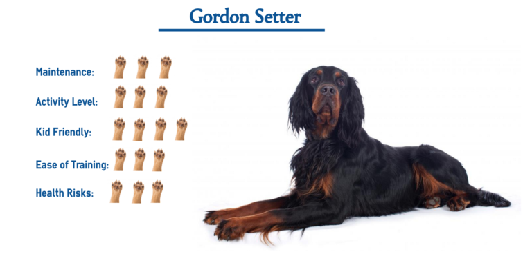 Gordon Setter Dog Breed… Everything That You Need to Know!