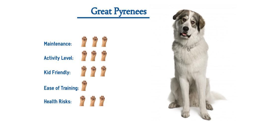 Great Pyrenees Dog Breed… Everything That You Need to Know at a Glance!