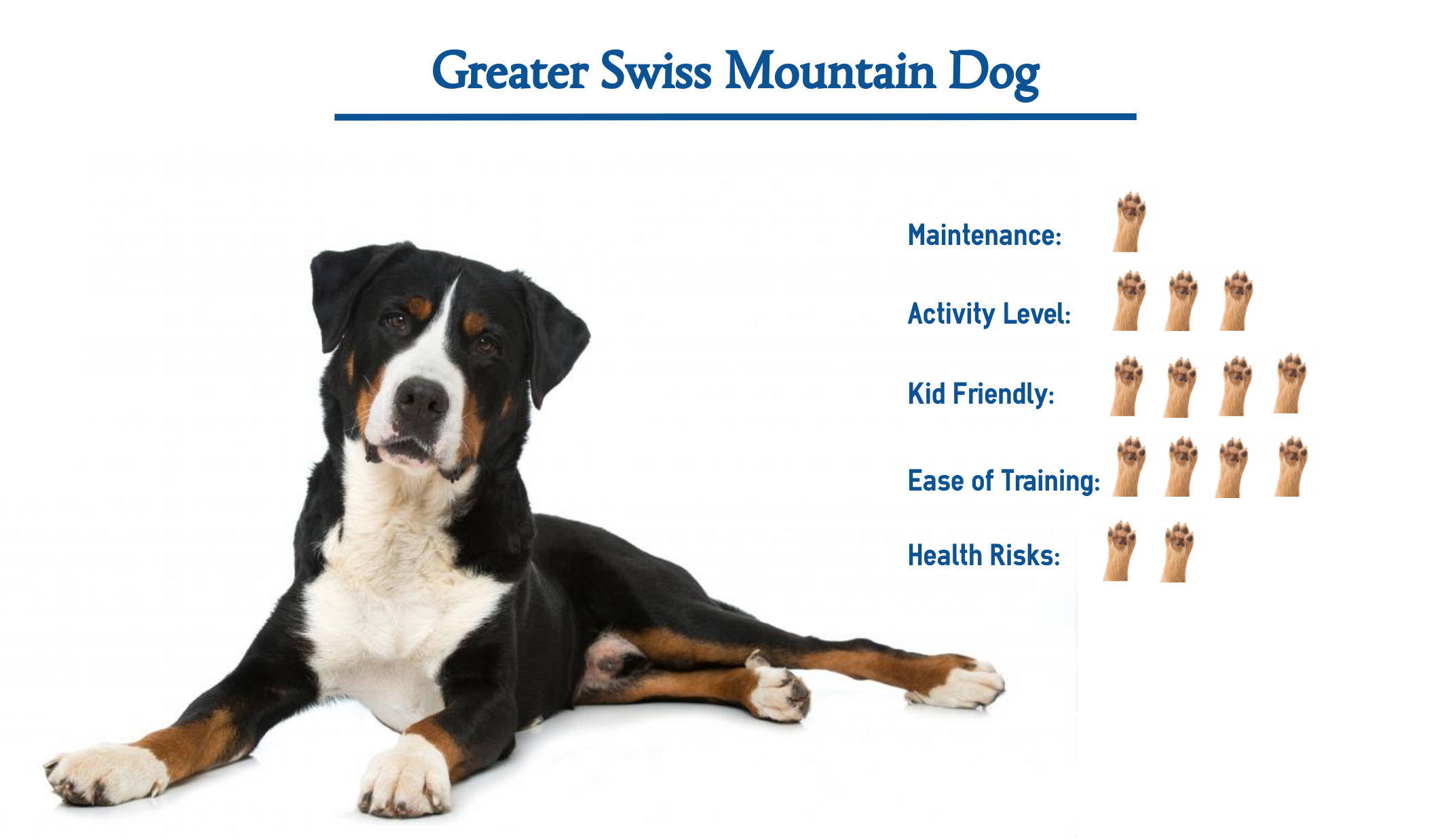 buy greater swiss mountain dog