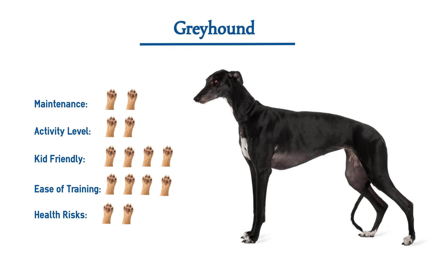 types of greyhounds