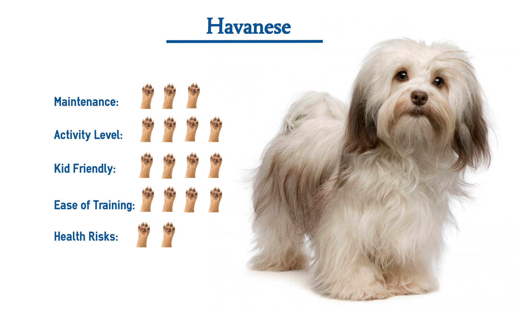 Havanese Puppy 