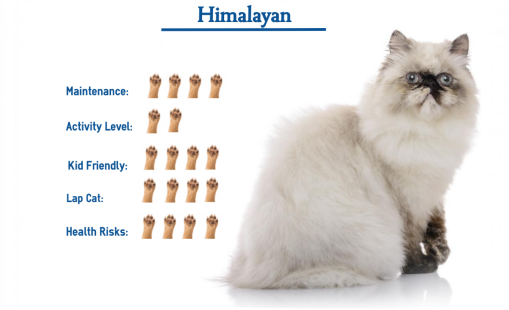 Himalayan Cat Breed… Everything That You Need to Know at a Glance!