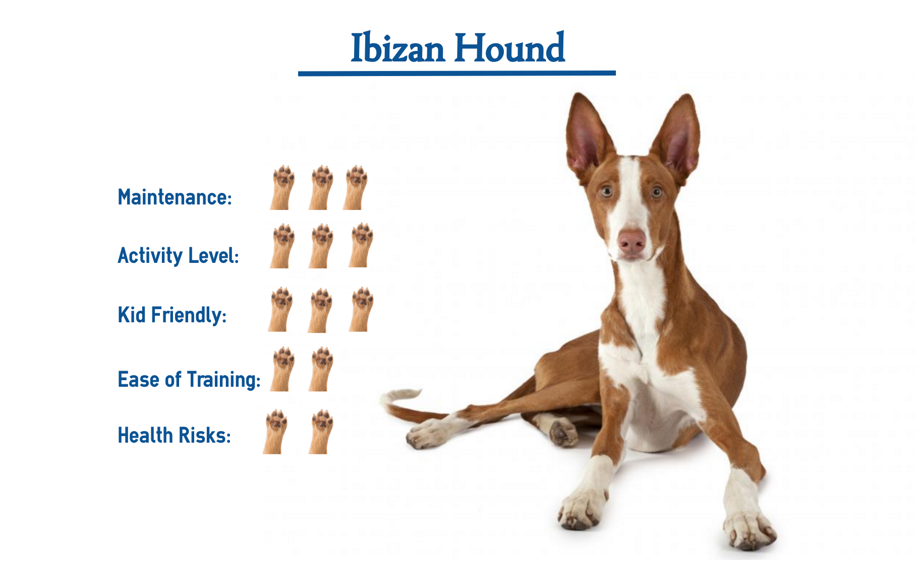 Ibizan Hound Everything That You Need To Know At A Glance