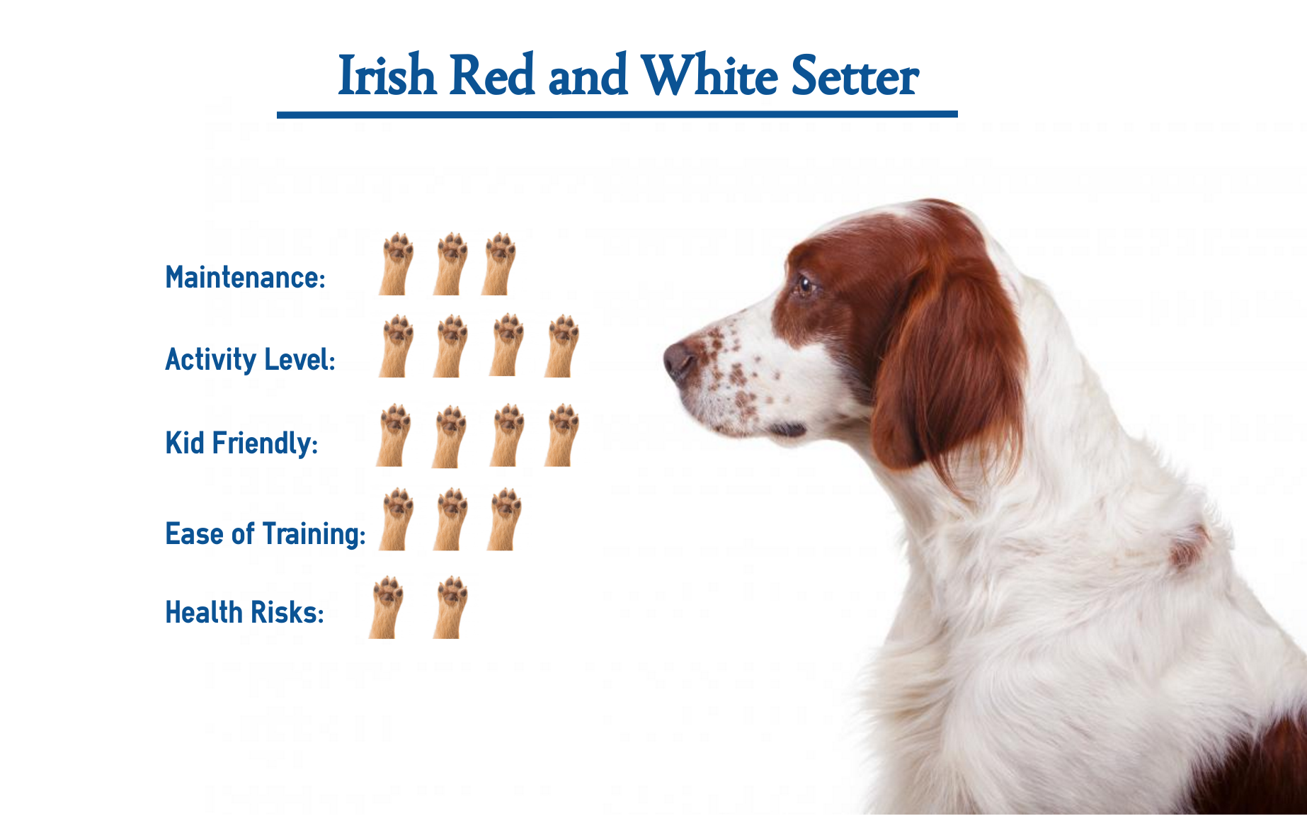 Irish Red And White Setter Everything You Need To Know At A Glance