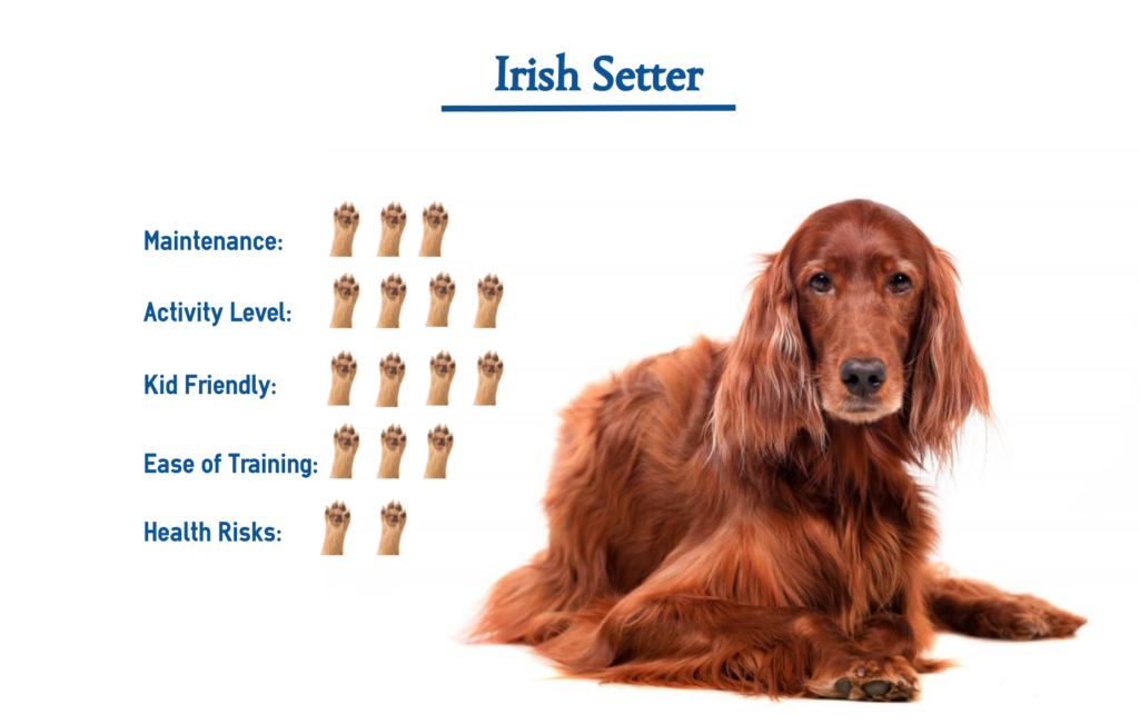 irish-setter-dog-breed-everything-you-need-to-know-at-a-glance