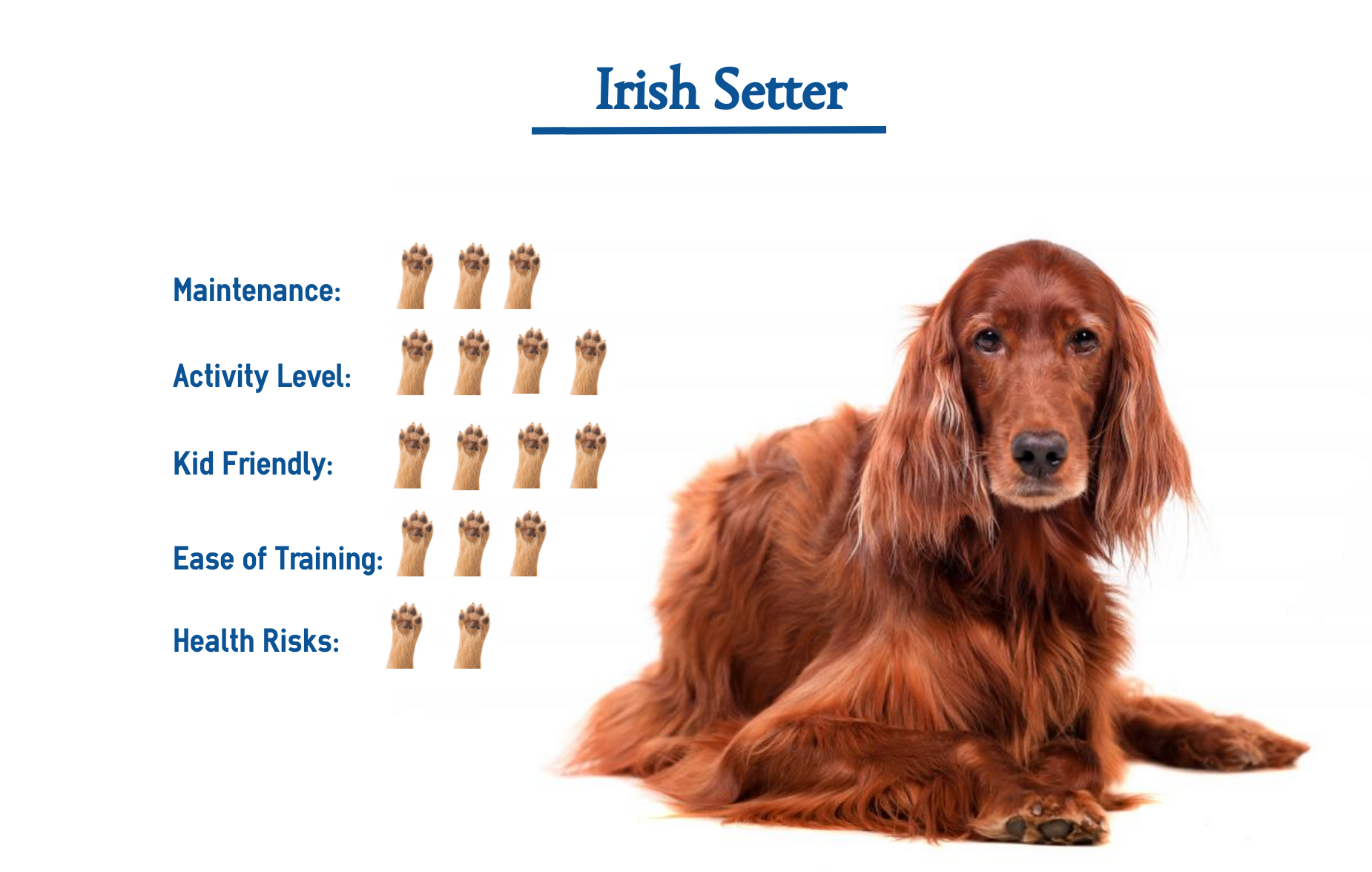 what colors look good on a irish setter