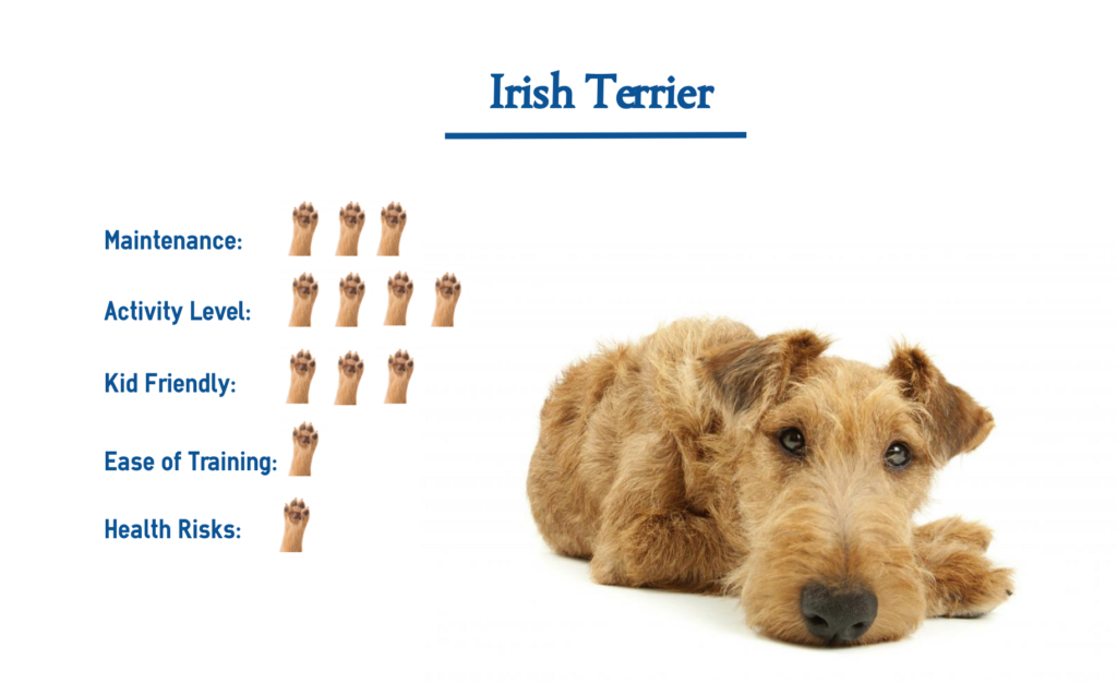 Irish Terrier Dog Breed… Everything You Need to Know at a Glance!