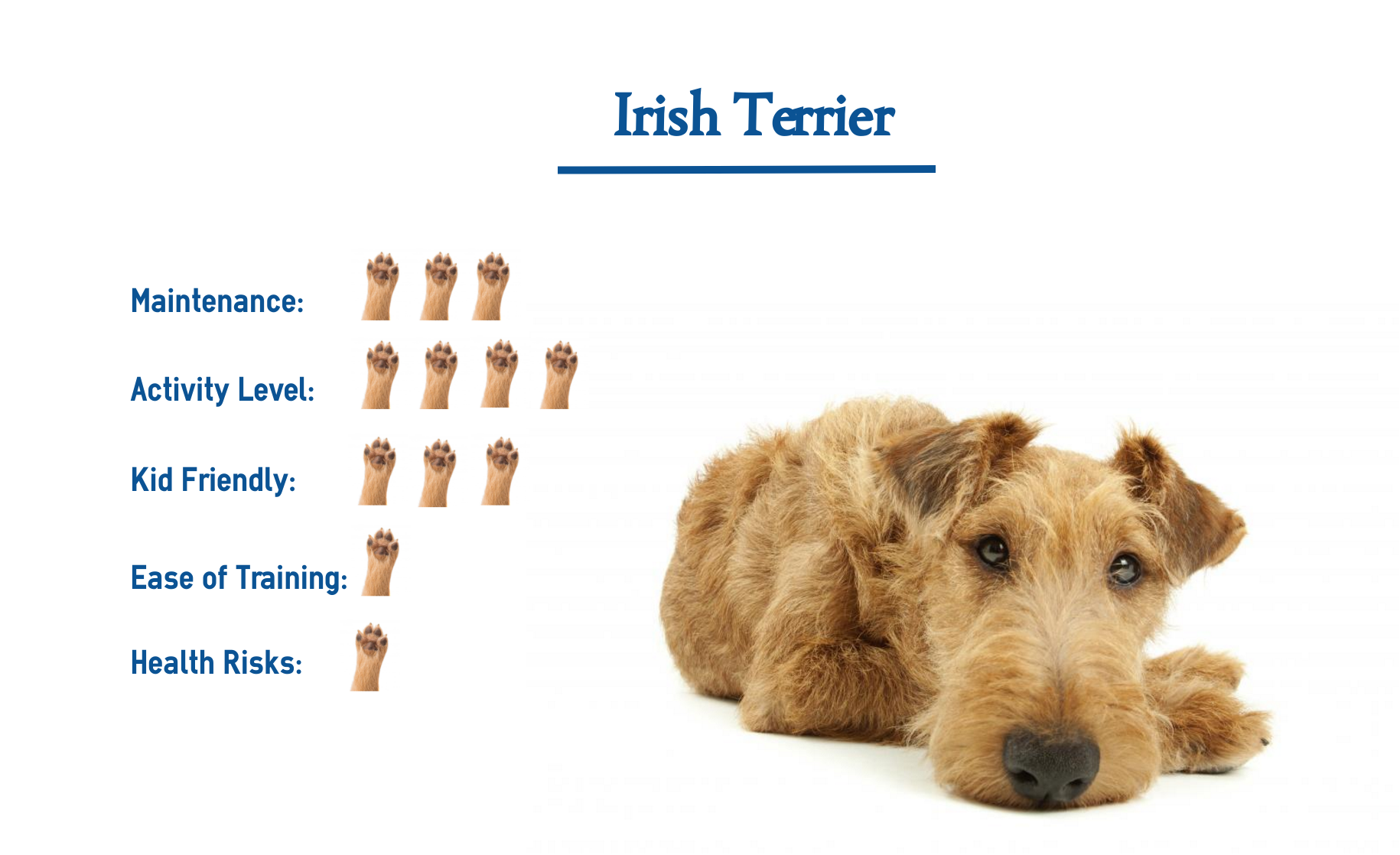Irish Terrier Dog Breed Everything You Need To Know At A Glance