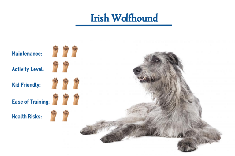 Irish Wolfhound Dog Breed… Everything That You Need to Know at a Glance!