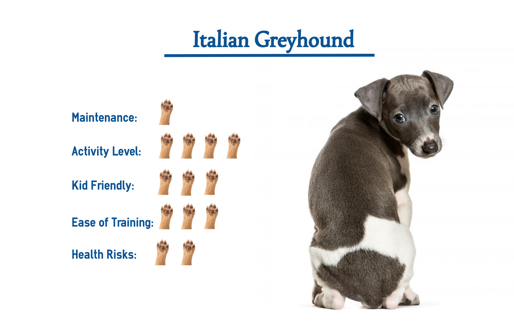 the italian greyhound