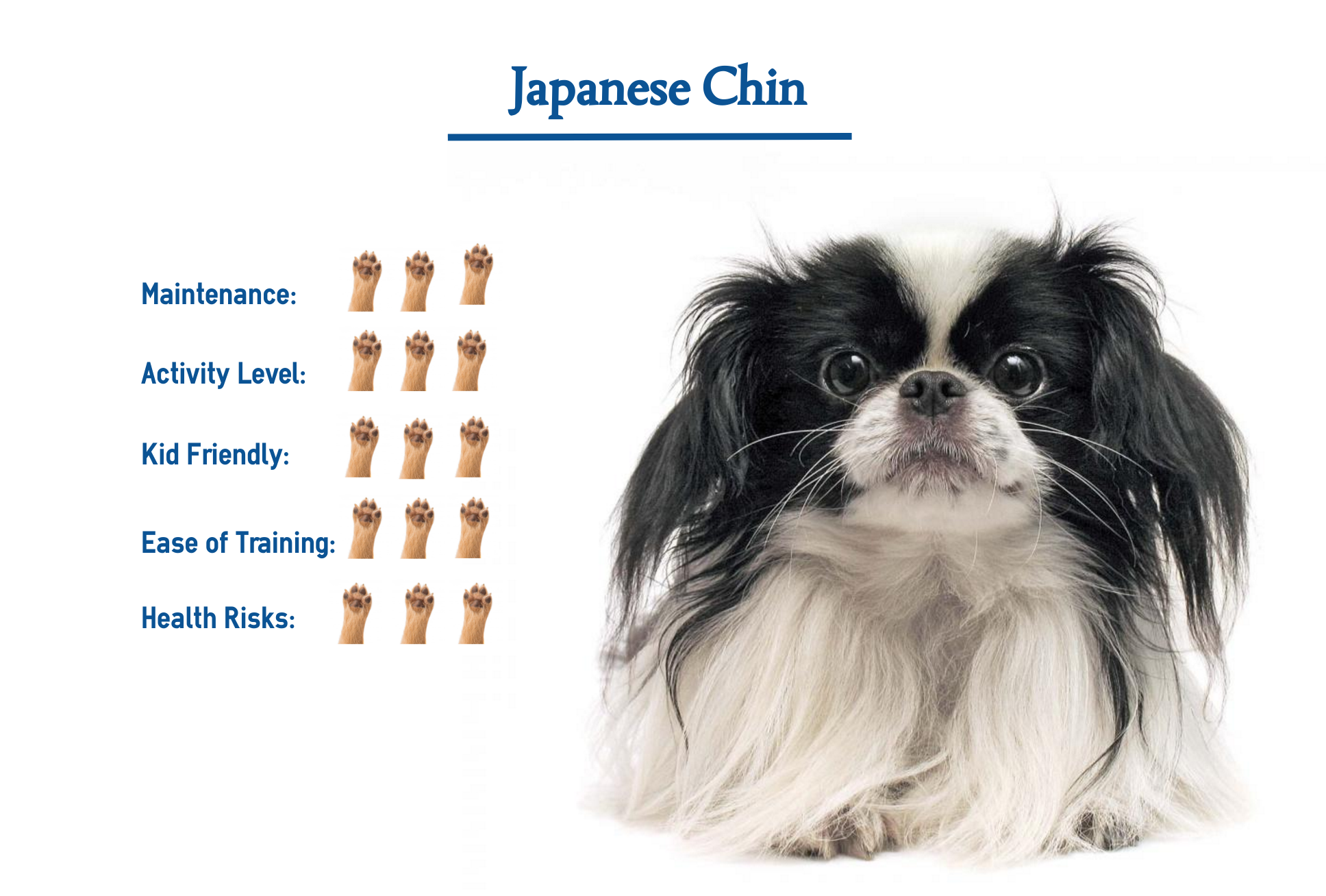 a japanese chin dog
