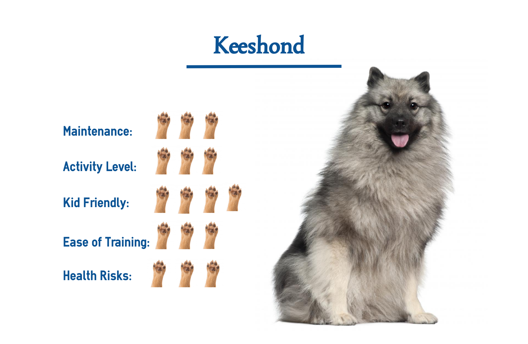 What Breeds Make Up A Keeshond