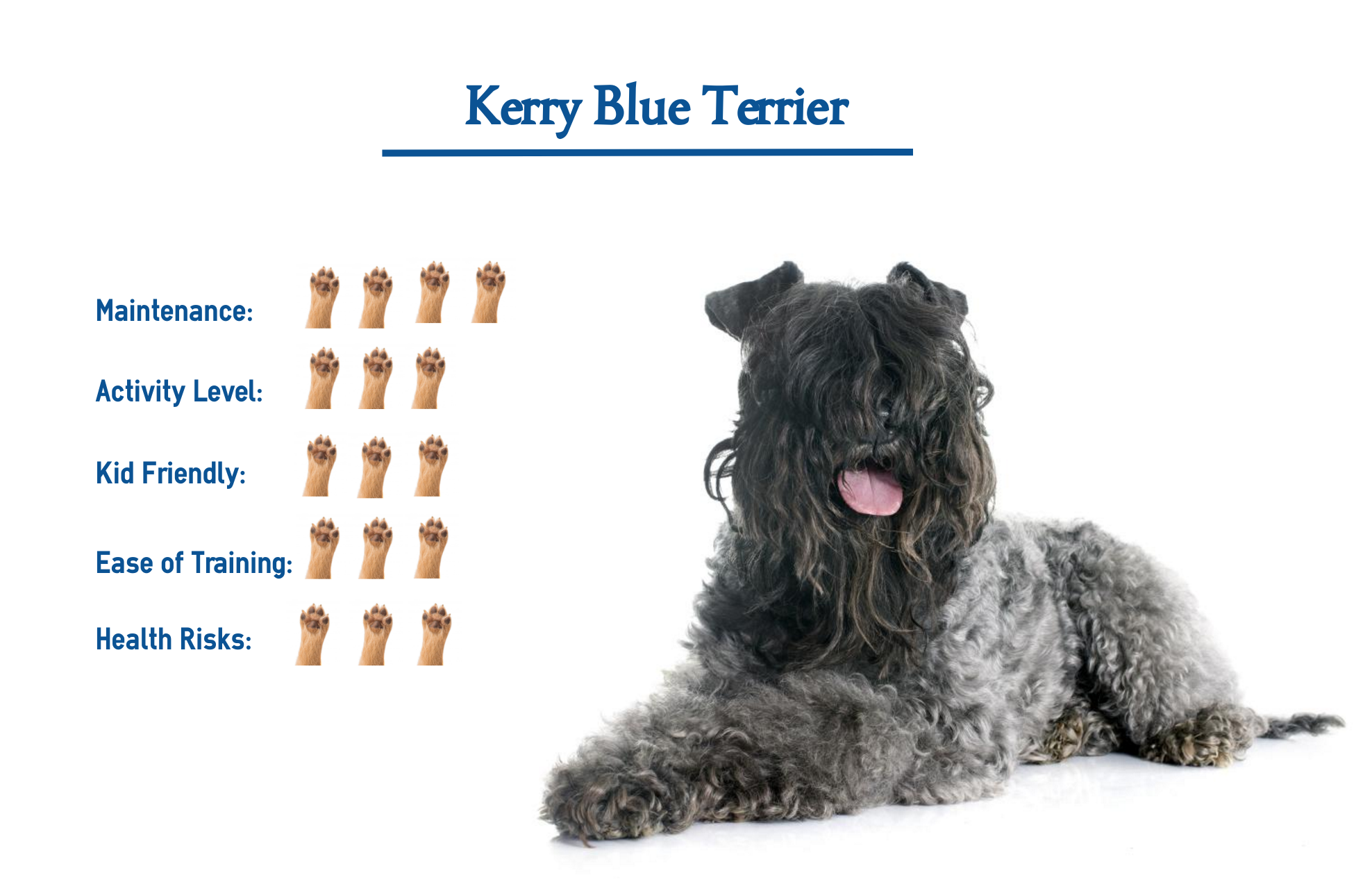 blue terrier dog