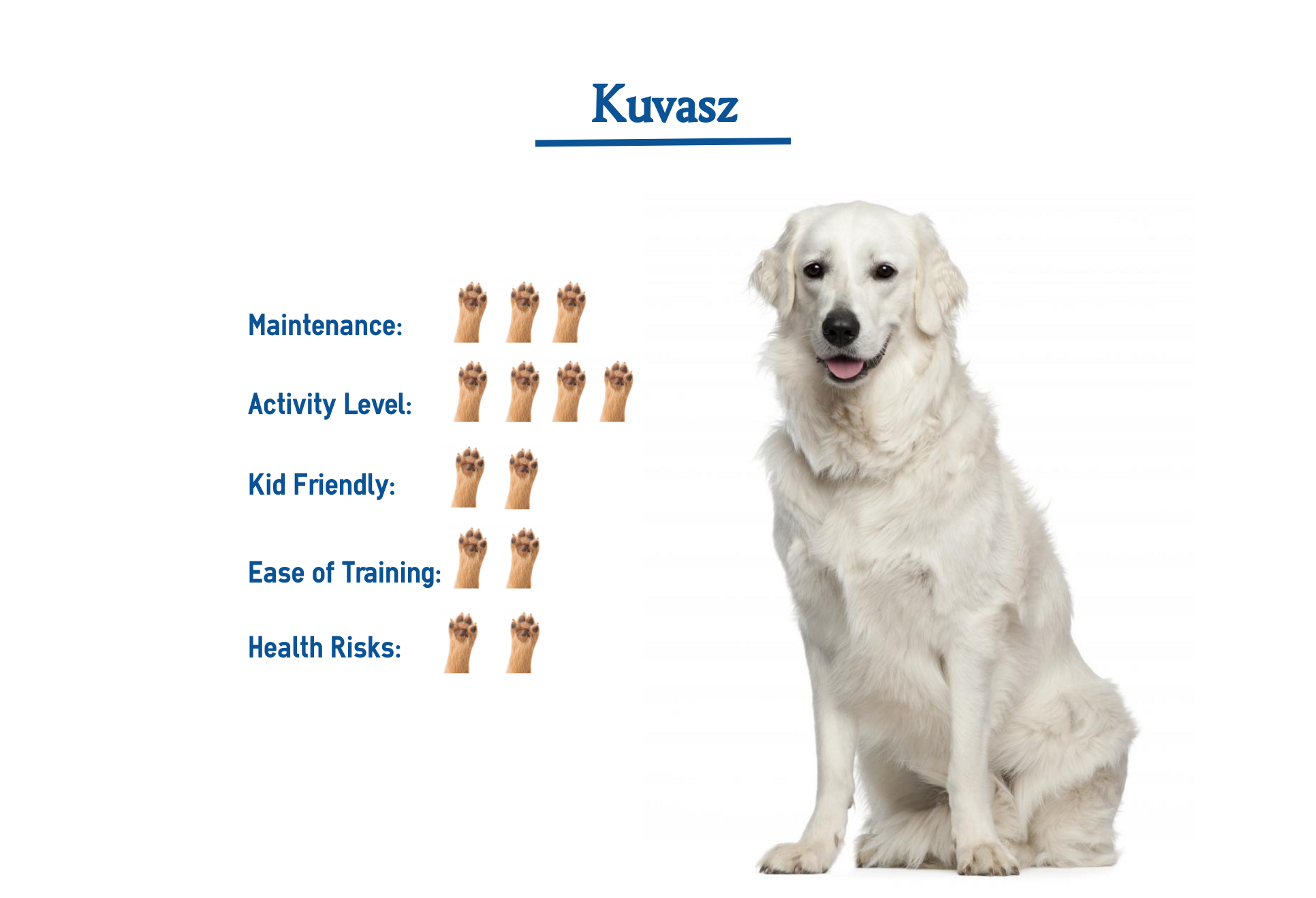 Kuvasz Dog Breed Everything You Need To Know At A Glance