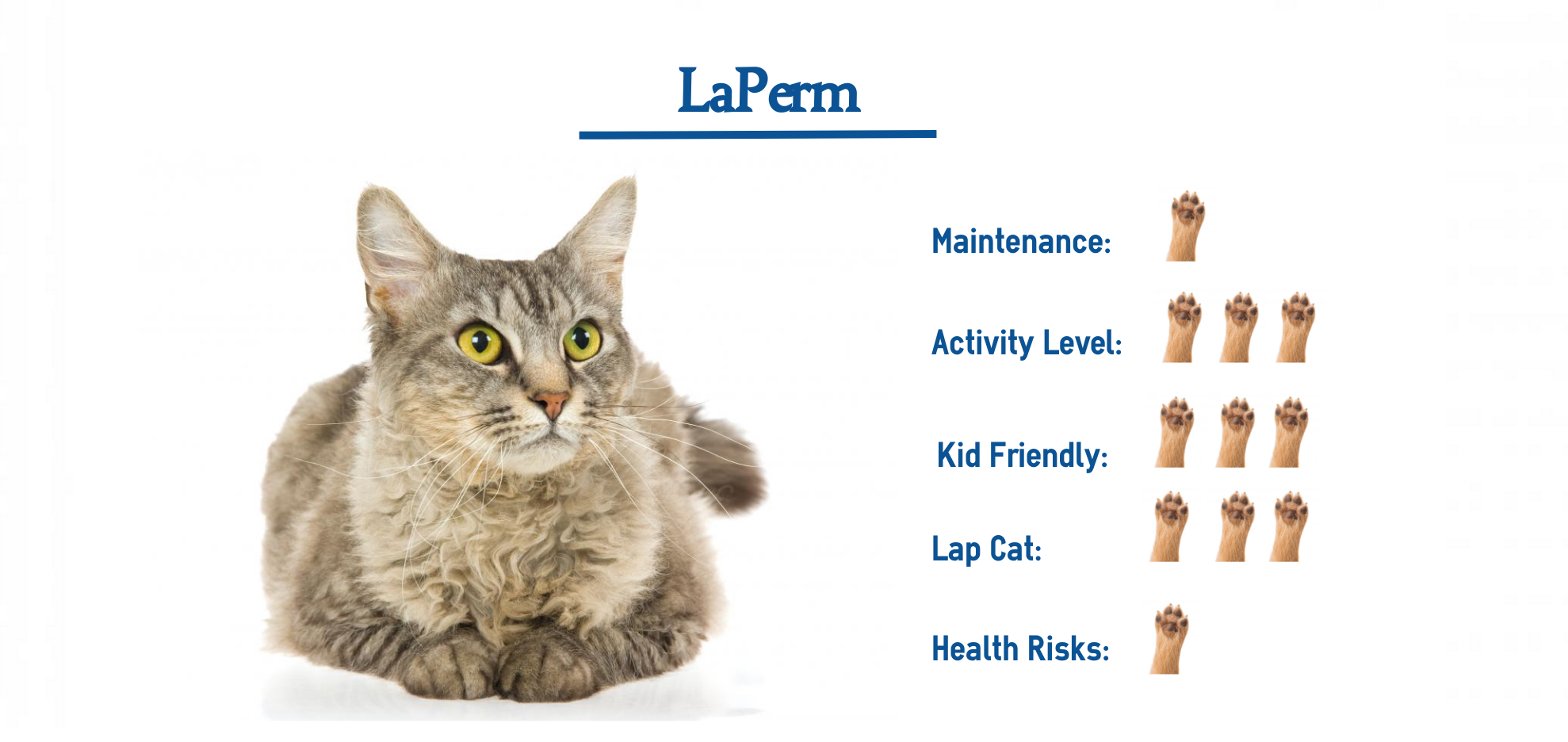 LaPerm Cat Breed… Everything You Need to Know at a Glance!