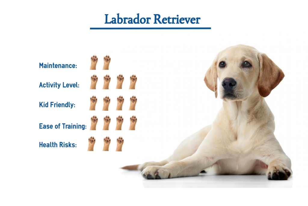 Labrador Retriever… Everything You Need to Know at a Glance!