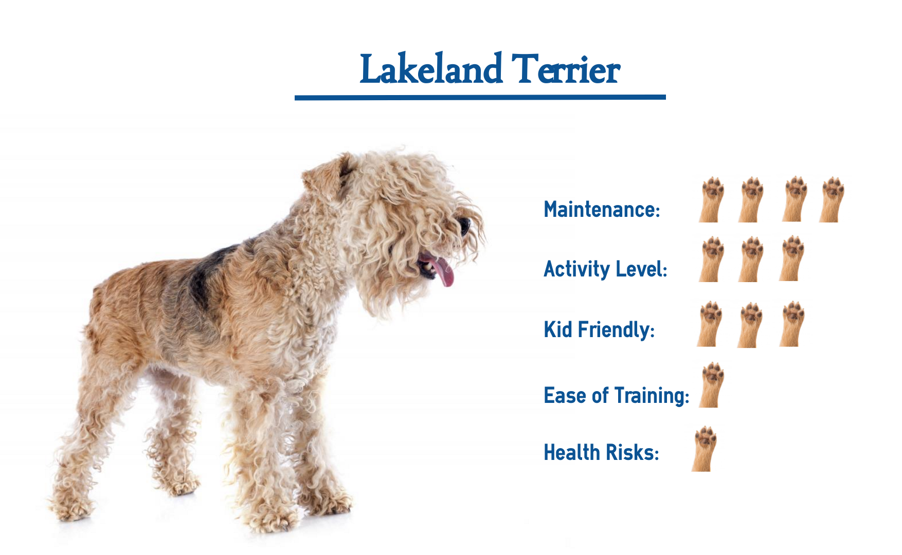 lakeland terrier weight