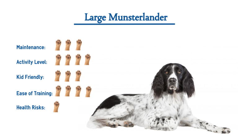 Large Munsterlander Dog Breed… Everything That You Need to Know at a ...