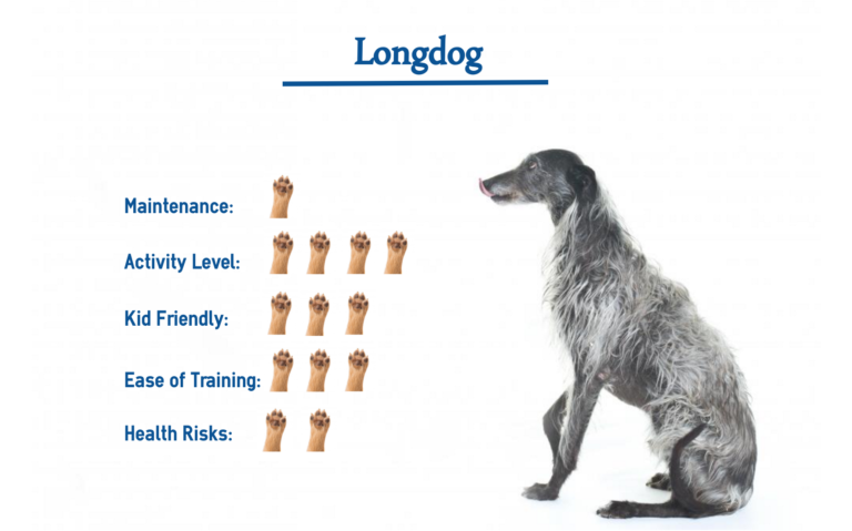 Longdog Dog Breed… Everything You Need to Know at a Glance!